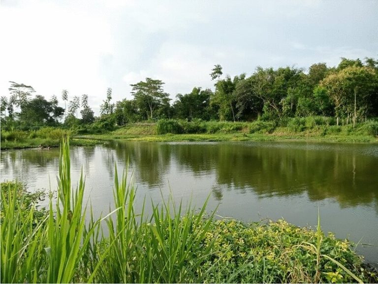 Sungai Kampar tidak hanya menyimpan kisah sejarah dan kehidupan masyarakat di sekitarnya, tetapi juga menjadi penopang utama ekosistem pertanian di Riau.
