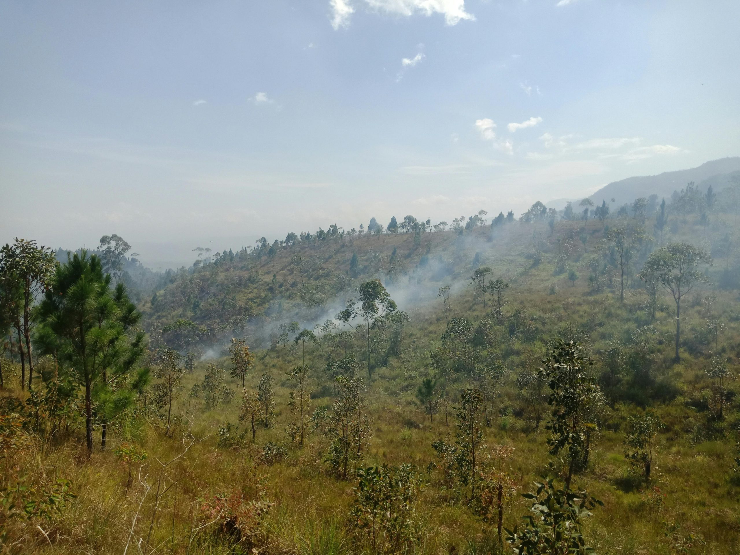 Kebakaran-hutan-research-of-the-week-uir-pexels.