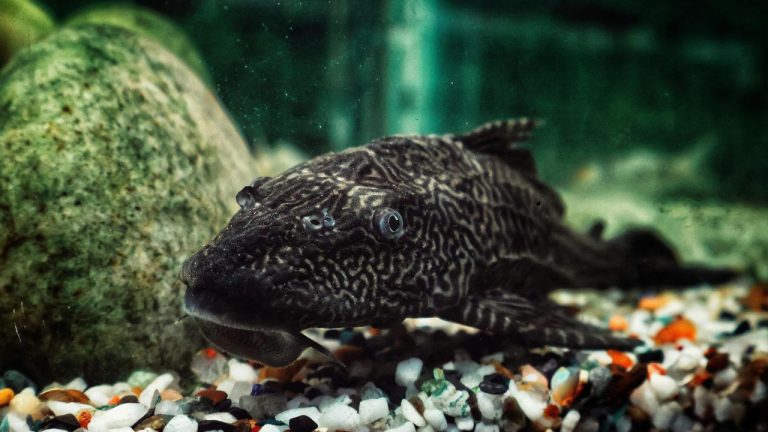 ikan sapu-sapu invasif di perairan Indonesia