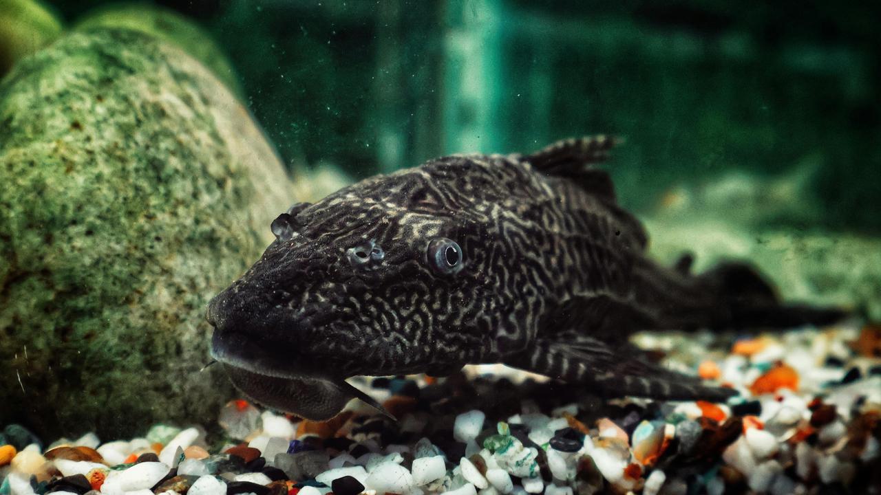 ikan sapu-sapu invasif di perairan Indonesia